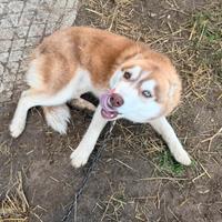 Husky siberian