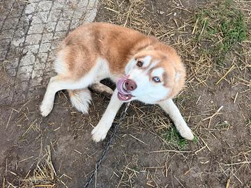 Husky siberian