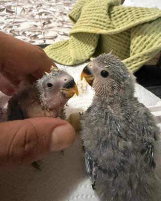 Inseparabili da imbecco