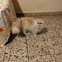 Gatto persiano