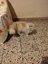 Gatto persiano
