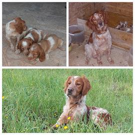 Cuccioli breton