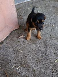 Pinscher