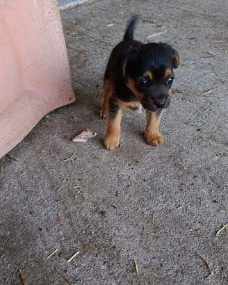 Pinscher