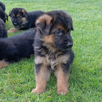 Cuccioli di pastore tedesco