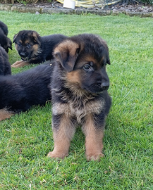 Cuccioli di pastore tedesco