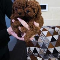 Barboncini toy red brown 364