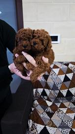 Barboncini toy red brown 364