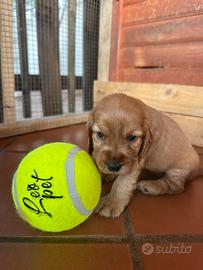 Cocker spaniel cuccioli