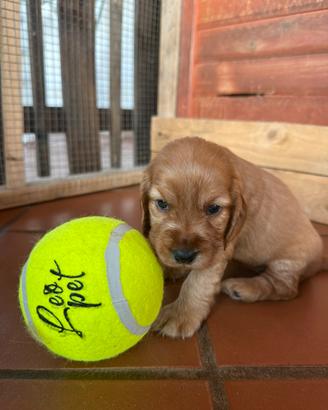 Cocker spaniel cuccioli