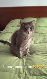 2 ?gatti e 2 ?adulti