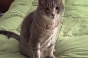 2 ?gatti e 2 ?adulti