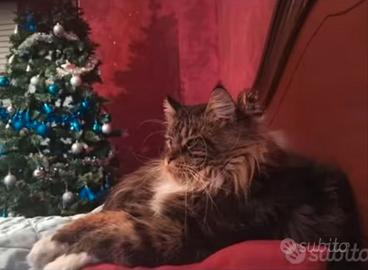 Maine coon maschio monta