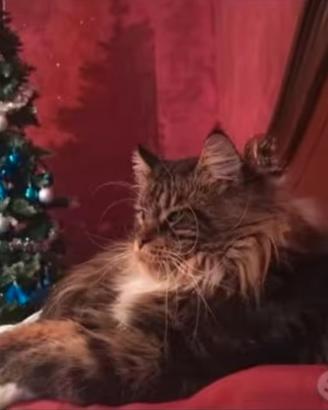 Maine coon maschio monta