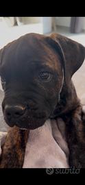 Cane Corso Tigrato 2 mesi