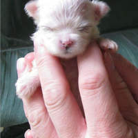 Chihuahua mini Toy bianca pelo lungo