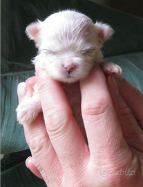 Chihuahua mini Toy bianca pelo lungo