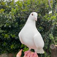 Colombi viaggiatori bianchi