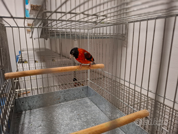 Cardinalini Ultime disponibilità