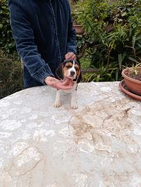 Beagle cuccioli