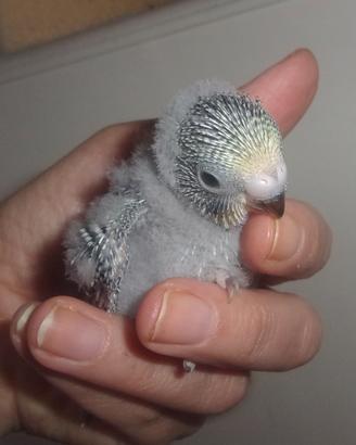 Cocorite allevate a mano e socializzat