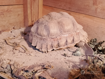 Tartarughe sulcata