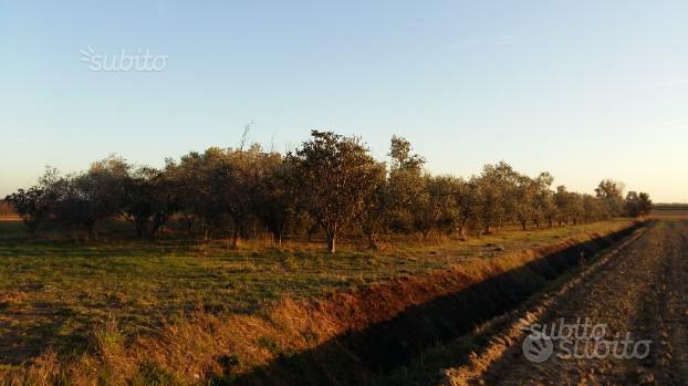 Terreno con Uliveto e Frutti - Vista 2