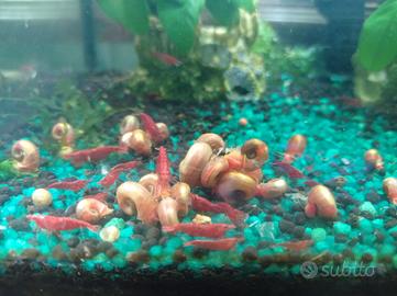 7 caridine rosse 10 euro