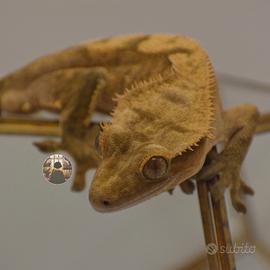 Maschio adulto Correlophus ciliatus geco crestato