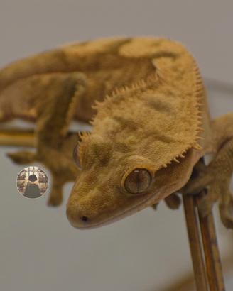 Maschio adulto Correlophus ciliatus geco crestato