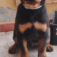 Rottweiler cucciolo