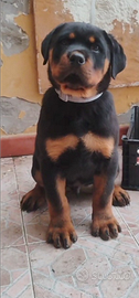 Rottweiler cucciolo