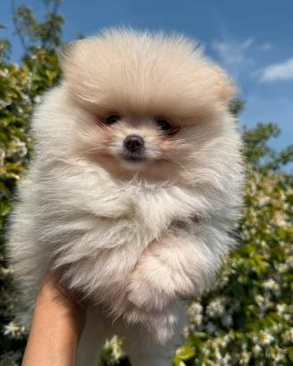 Spitz Tedesco nano