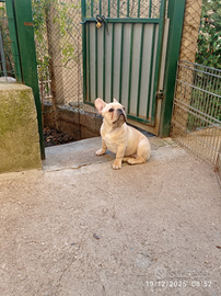 Bulldog Francese