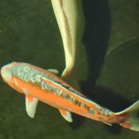 Carpa koi