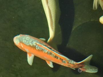 Carpa koi