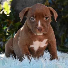 Cuccioli di American Bully XL