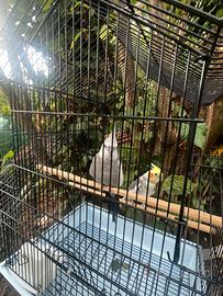 Ucelli