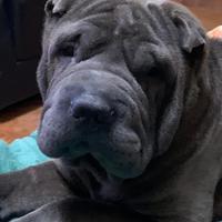 Shar Pei Blue