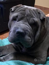 Shar Pei Blue