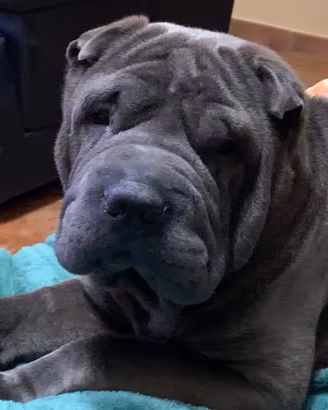 Shar Pei Blue