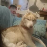 Rinuncio alla proprietà del mio Siberian Husky