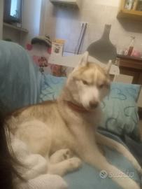 Rinuncio alla proprietà del mio Siberian Husky