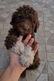Lagotto romagnolo