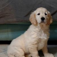 Golden retriever anglo americano di tre mesi
