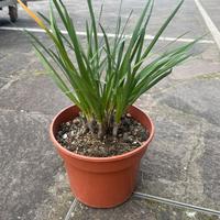 Piante di Tulbaghia violacea