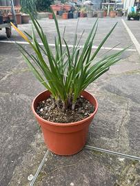 Piante di Tulbaghia violacea