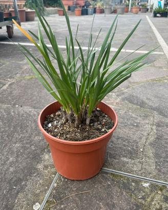 Piante di Tulbaghia violacea