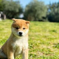 Cane maschio disponibile