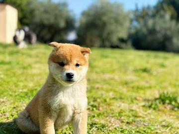 Cane maschio disponibile